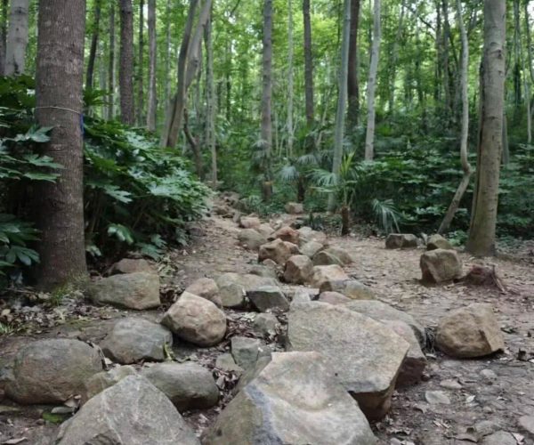 Shushan Forest Park,Hefei,China tour Rocky woodland trail winding through a dense green forest.