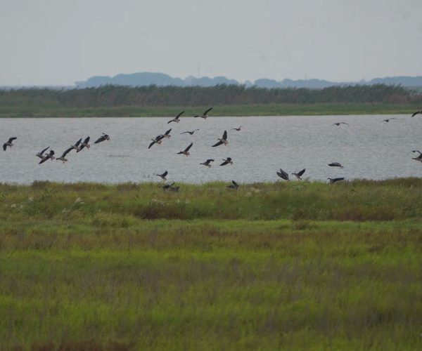 Poyang Lake National Wetland Park,Shangrao,Chinatrip Group of dark birds taking off from a grassy wetland with a lake in the background.