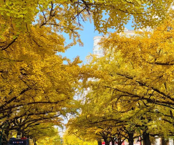 Ginkgo Avenue,Dandong,China tour City street flanked by golden autumn trees forming a yellow canopy, with parked cars and pedestrians on a sunny day.