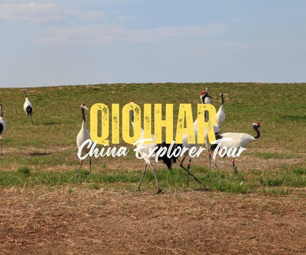 Qiqihar,Heilongjiang,Chinatravel Promotional banner with red-crowned cranes in a field and bold yellow letters spelling 'QIOHAP China Explorer Tour'