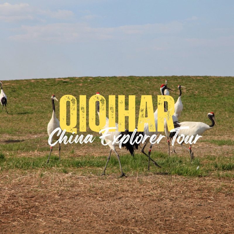 Qiqihar,Heilongjiang,Chinatravel Promotional banner with red-crowned cranes in a field and bold yellow letters spelling 'QIOHAP China Explorer Tour'