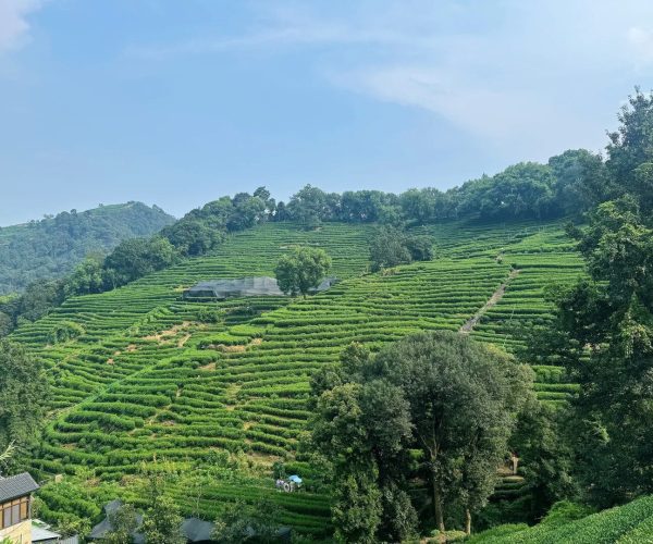 Longjing Tea Plantations,Hangzhou,Chinatravel Terraced green tea fields on a hillside under a blue sky, with trees and a winding path through the terraces.