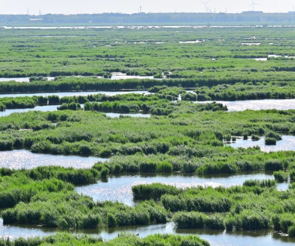 Longfeng Wetland Park,Daqing,Chinatravel Wide view of a green marsh with winding water channels and distant wind turbines on the horizon, under a pale sky.