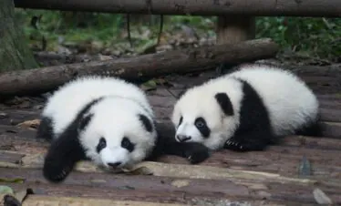 Panda, Chengdu, Chinatrip, Two panda cubs with black-and-white fur resting on weathered wooden steps outdoors in a forested area.