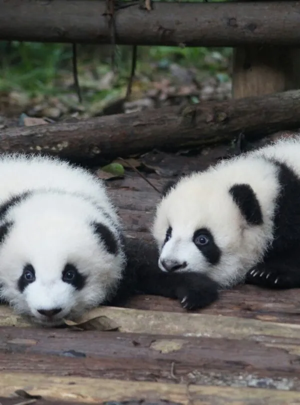 Panda, Chengdu, Chinatrip, Two panda cubs with black-and-white fur resting on weathered wooden steps outdoors in a forested area.