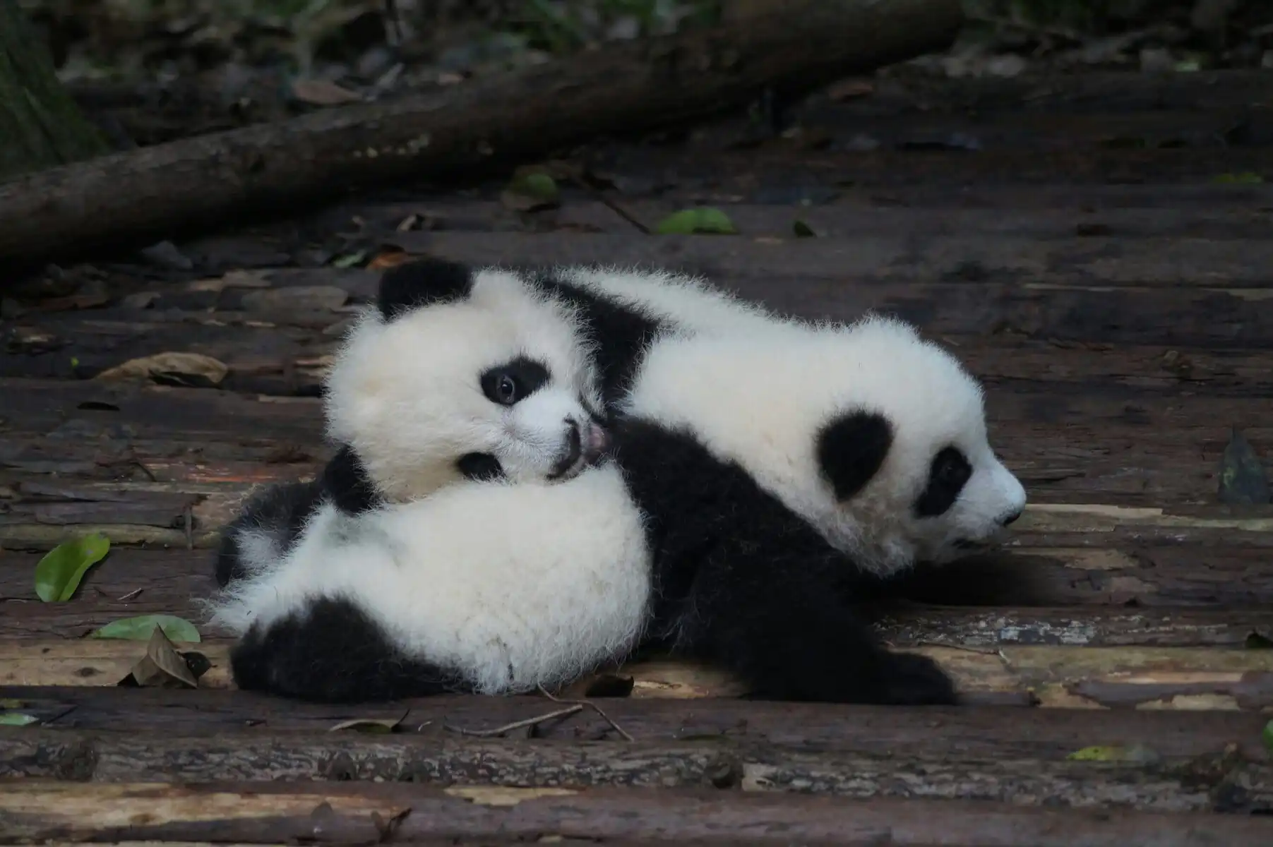 chengdu, pandas, sichuan, china, china tour, Two panda cubs snuggling together on a wooden platform outdoors.