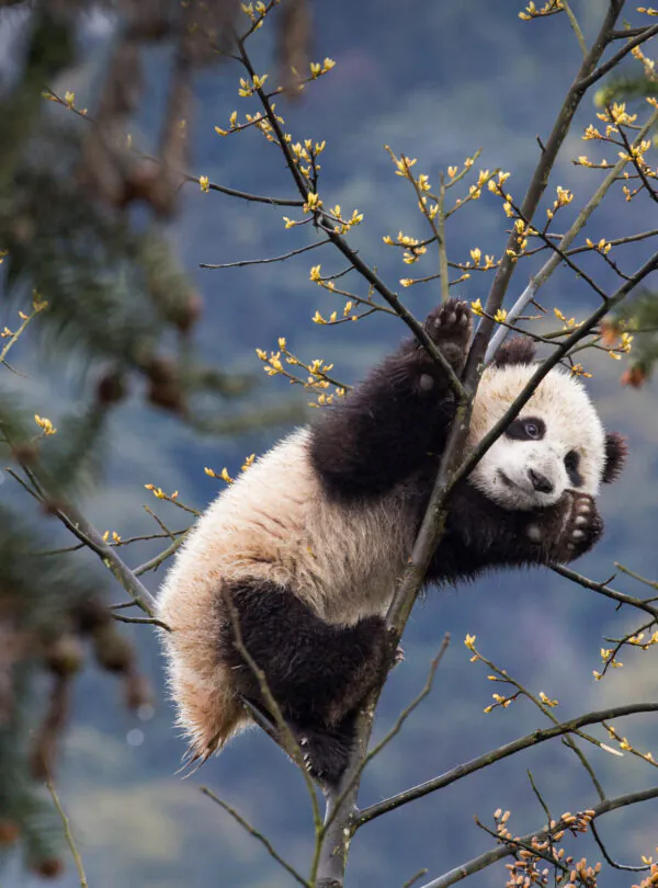 Adorable panda cubs playing at the Wolong Panda Research Base, sichuan, China., Giant panda clinging to tree branches with yellow blossoms and a mountainous, blurred background.