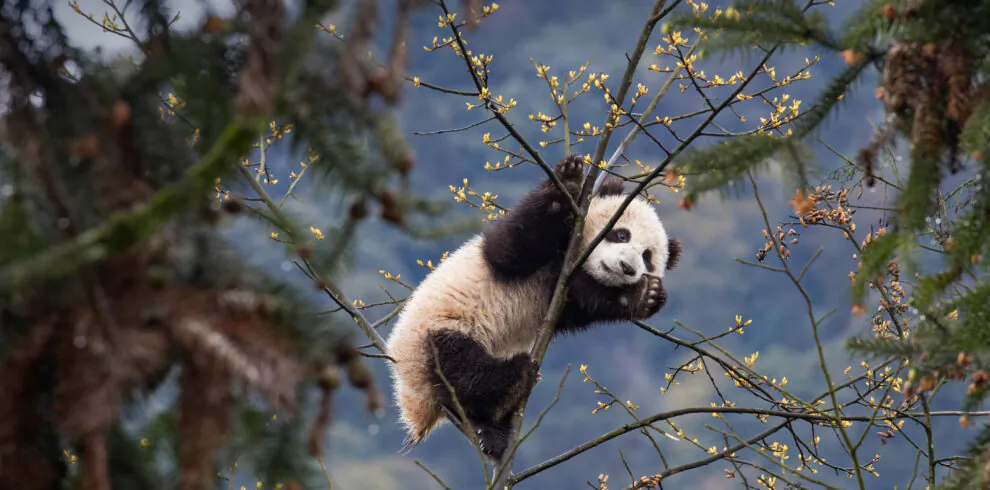 Giant panda clinging to tree branches with yellow blossoms and a mountainous, blurred background.