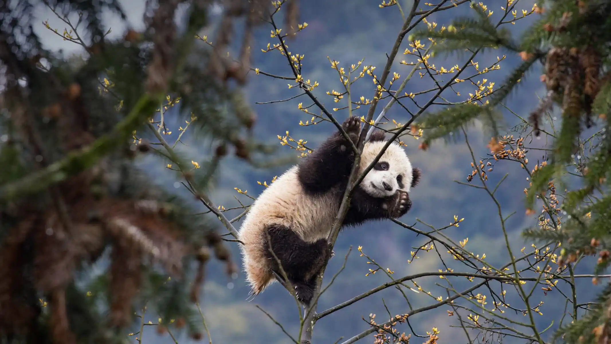 Adorable panda cubs playing at the Wolong Panda Research Base, sichuan, China., Giant panda clinging to tree branches with yellow blossoms and a mountainous, blurred background.