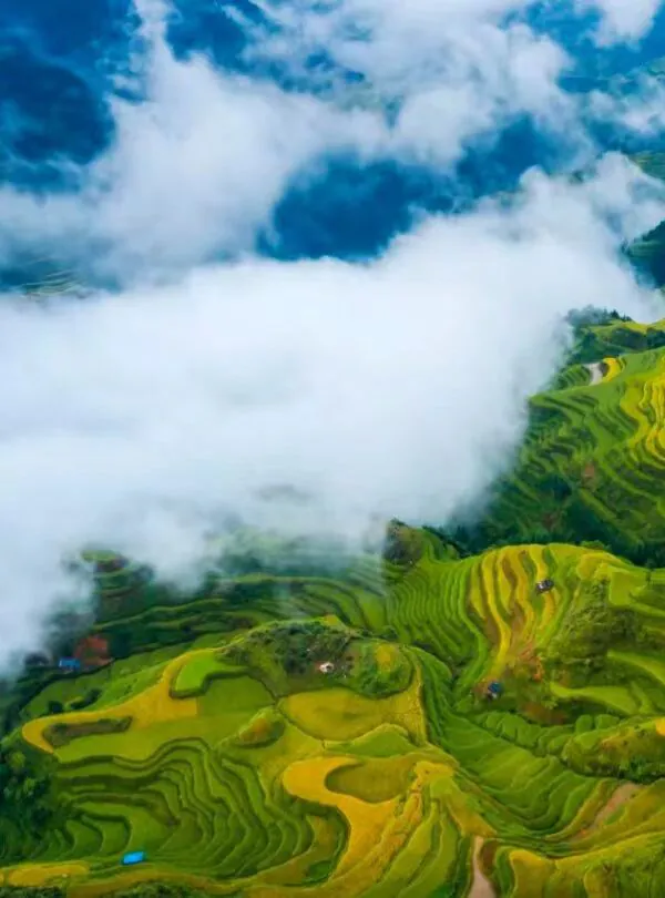 Miao Village View in Guizhou, china, china tour, Aerial view of terraced rice fields in green and gold, with clouds drifting over a misty valley.