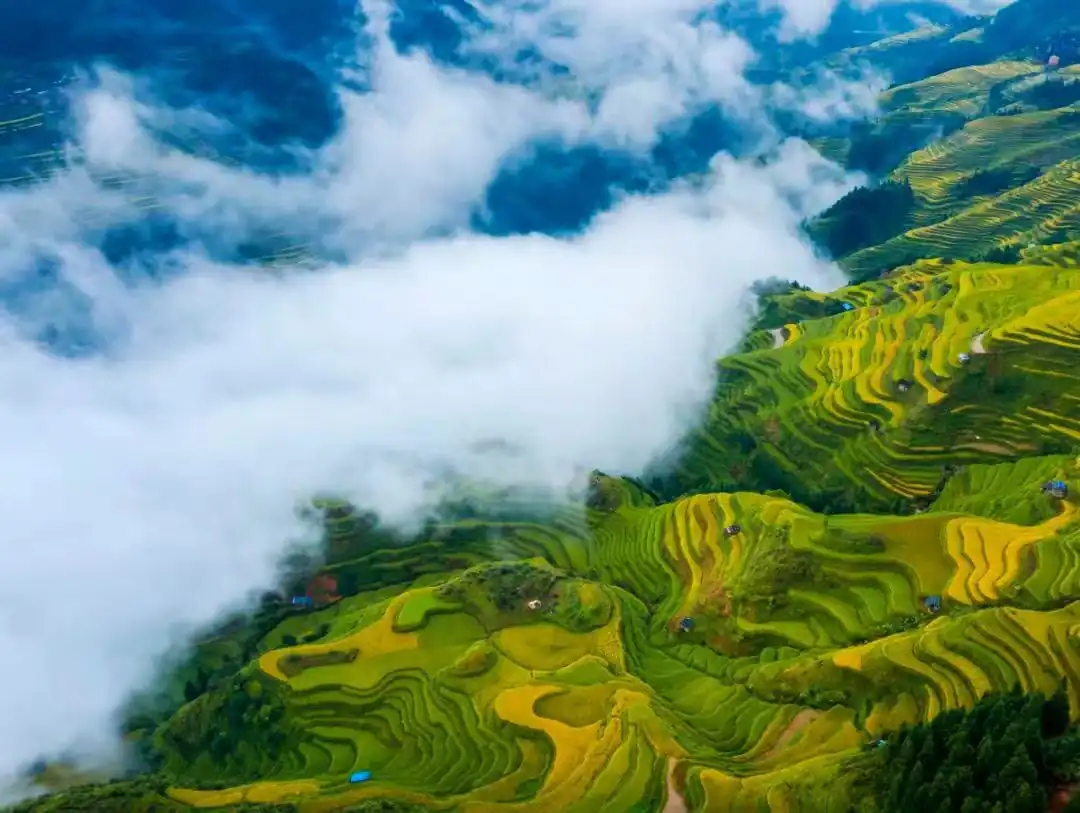 Miao Village View in Guizhou, china, china tour, Aerial view of terraced rice fields in green and gold, with clouds drifting over a misty valley.