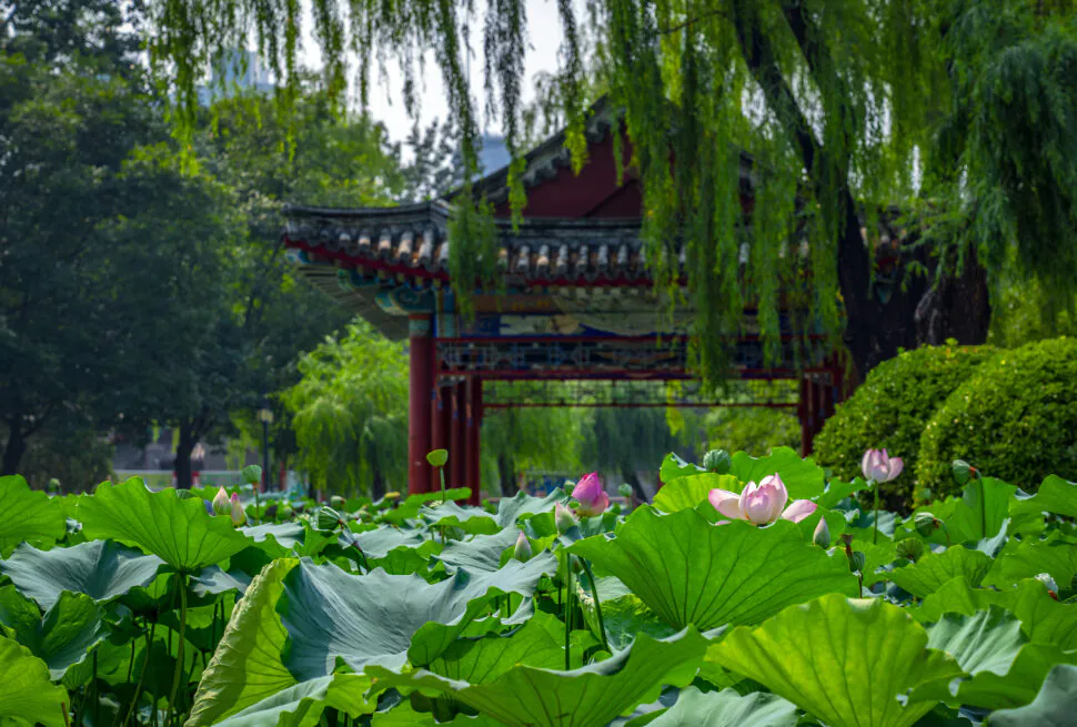 Lotus pond with pink buds and large green leaves in the foreground, a traditional ornate pavilion and trees in the background.