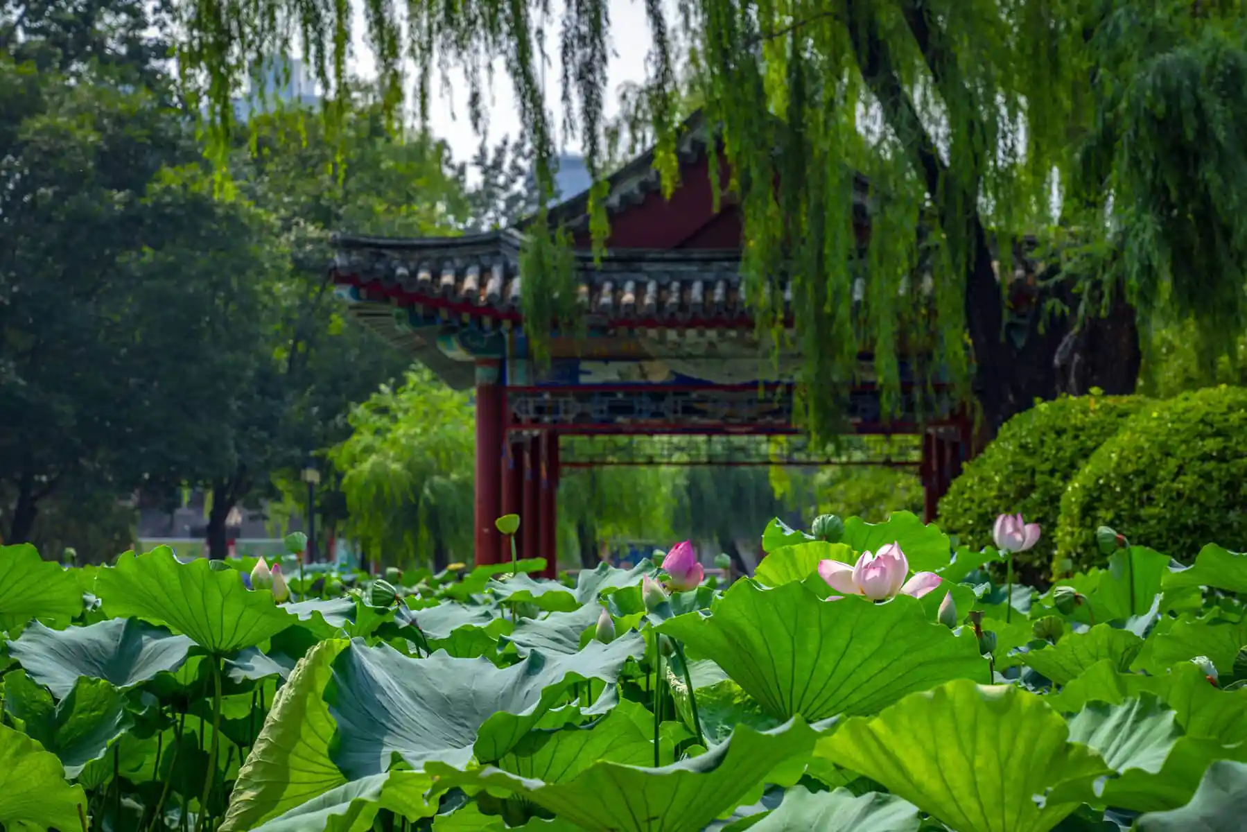 Lotus pond with pink buds and large green leaves in the foreground, a traditional ornate pavilion and trees in the background.