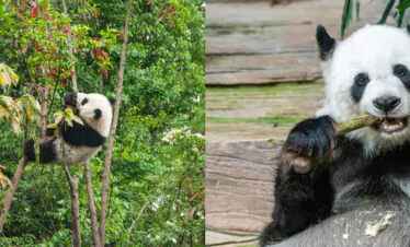 panda, chengdu, sichuan, china, china tour, A panda clinging to a tree among green foliage, looking toward the branches.