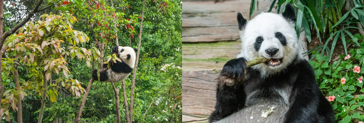 panda, chengdu, sichuan, china, china tour, A panda clinging to a tree among green foliage, looking toward the branches.