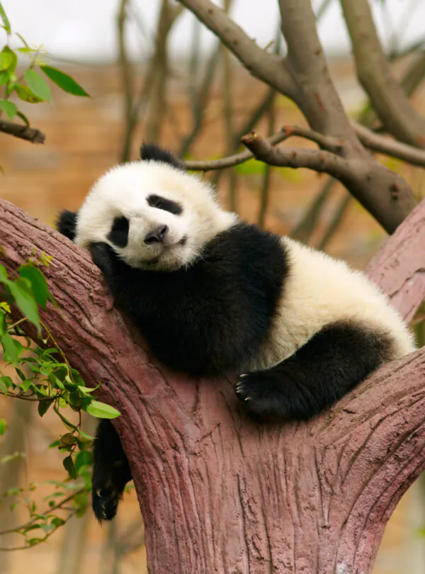 Sleeping giant panda baby, panda, chengdu, sichuan, china, china tour, Panda cub resting on a pink tree trunk, chin on its paws, with green leaves around.