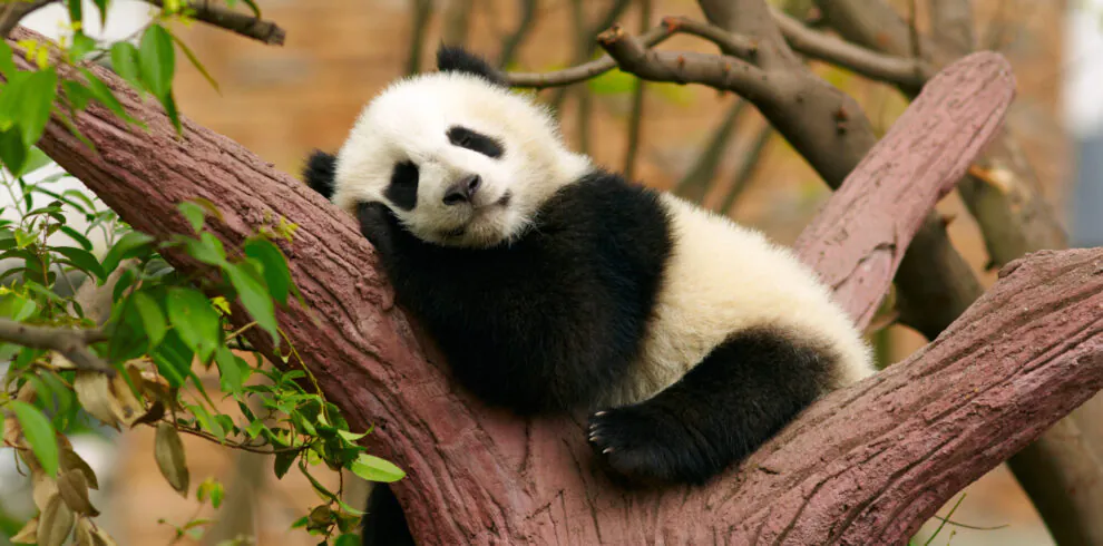 Sleeping giant panda baby, panda, chengdu, sichuan, china, china tour, Panda cub resting on a pink tree trunk, chin on its paws, with green leaves around.