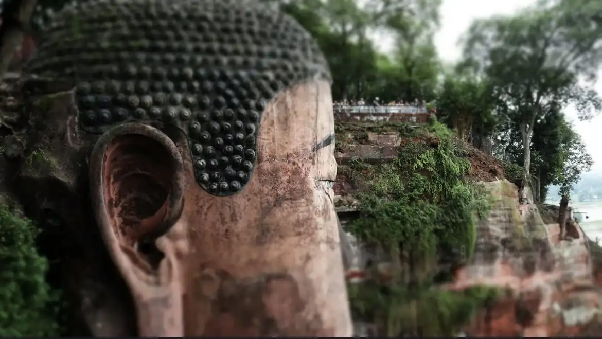 Leshan Giant Buddha, sichuan, china, chinatrip, Close-up view of a weathered large Buddha head carved into a cliff, with an ear and textured hair beads, greenery around, and a distant viewing platform with people.