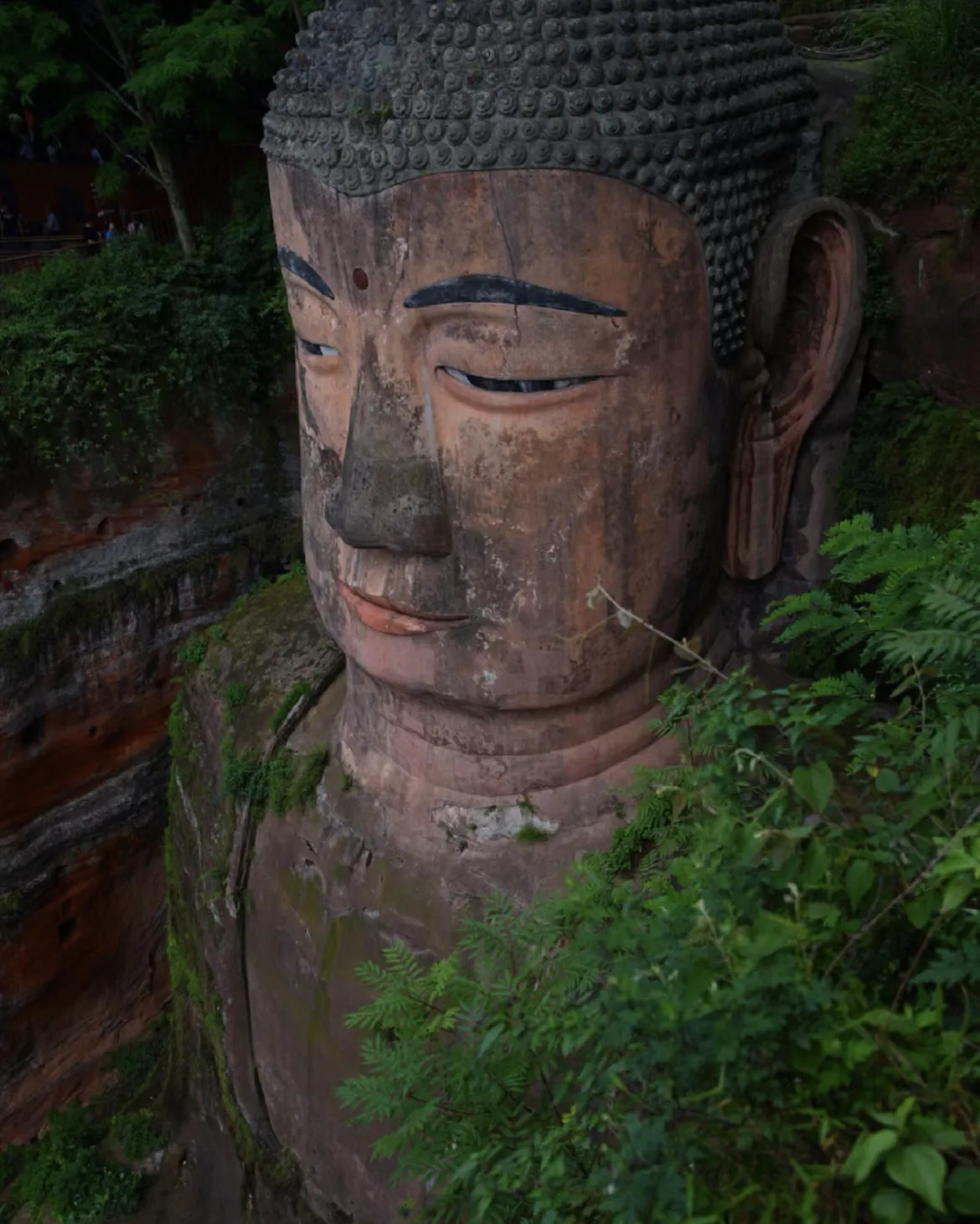 Leshan Giant Buddha, sichuan, china, chinatrip, Large weathered stone Buddha head carved into cliff, with closed eyes and leafy surroundings nearby.