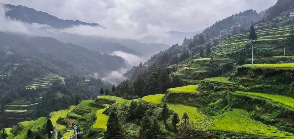 Guizhou Province, China tour, Terraced green rice fields on a mountainside with misty hills in the background