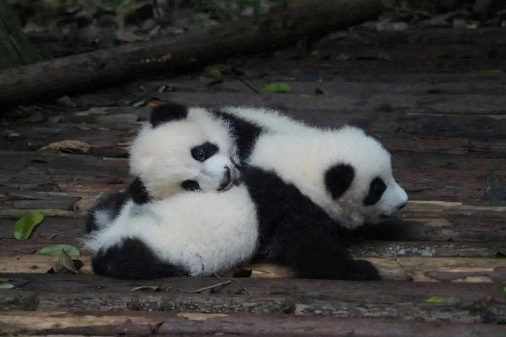 panda, chengdu, china tour, Two baby pandas cuddling together on a wooden deck in a forest setting.