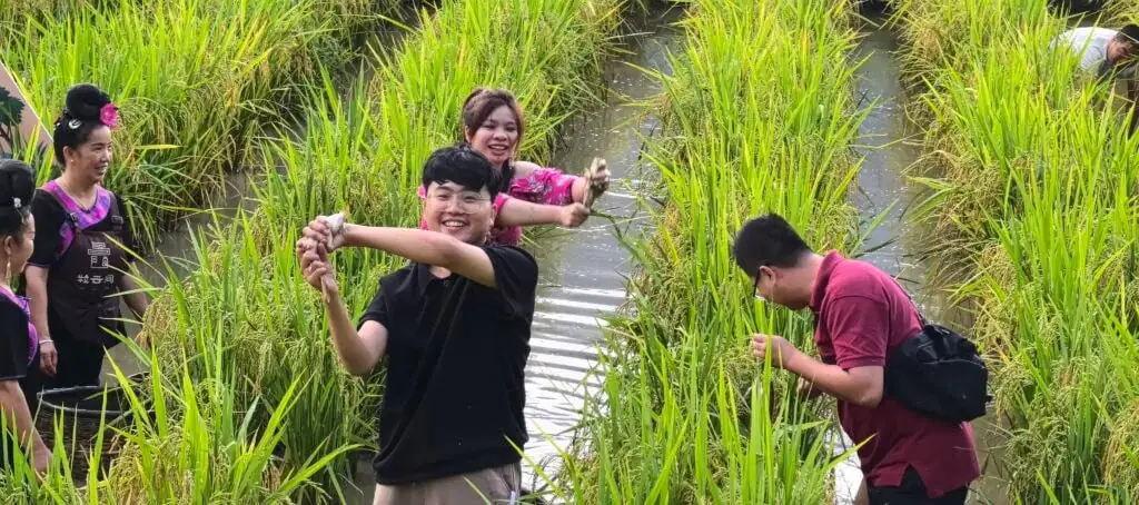 guizhou, china, china tour, Group of people in a flooded rice field, smiling; man in black shirt raises a handful of rice plants nearby the tall green stalks.