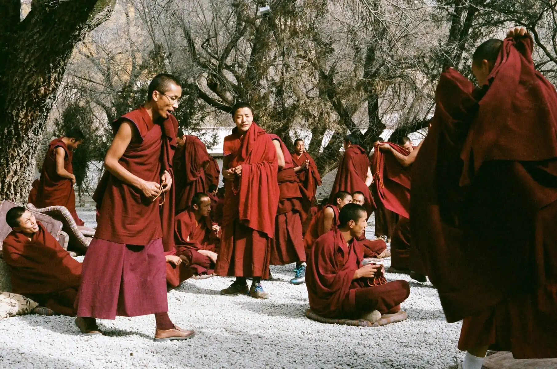 Tibet, china, china tour, Buddhist monks in maroon robes gathering outdoors among trees, some holding prayer beads on a gravel ground.