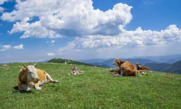 Mount Wutai, shanxi, china, china tour, Cows grazing and resting on a grassy hillside with a blue sky and distant mountains in the background.