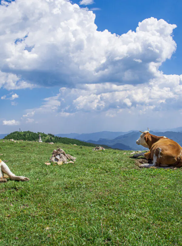 Mount Wutai, shanxi, china, china tour, Cows grazing and resting on a grassy hillside with a blue sky and distant mountains in the background.