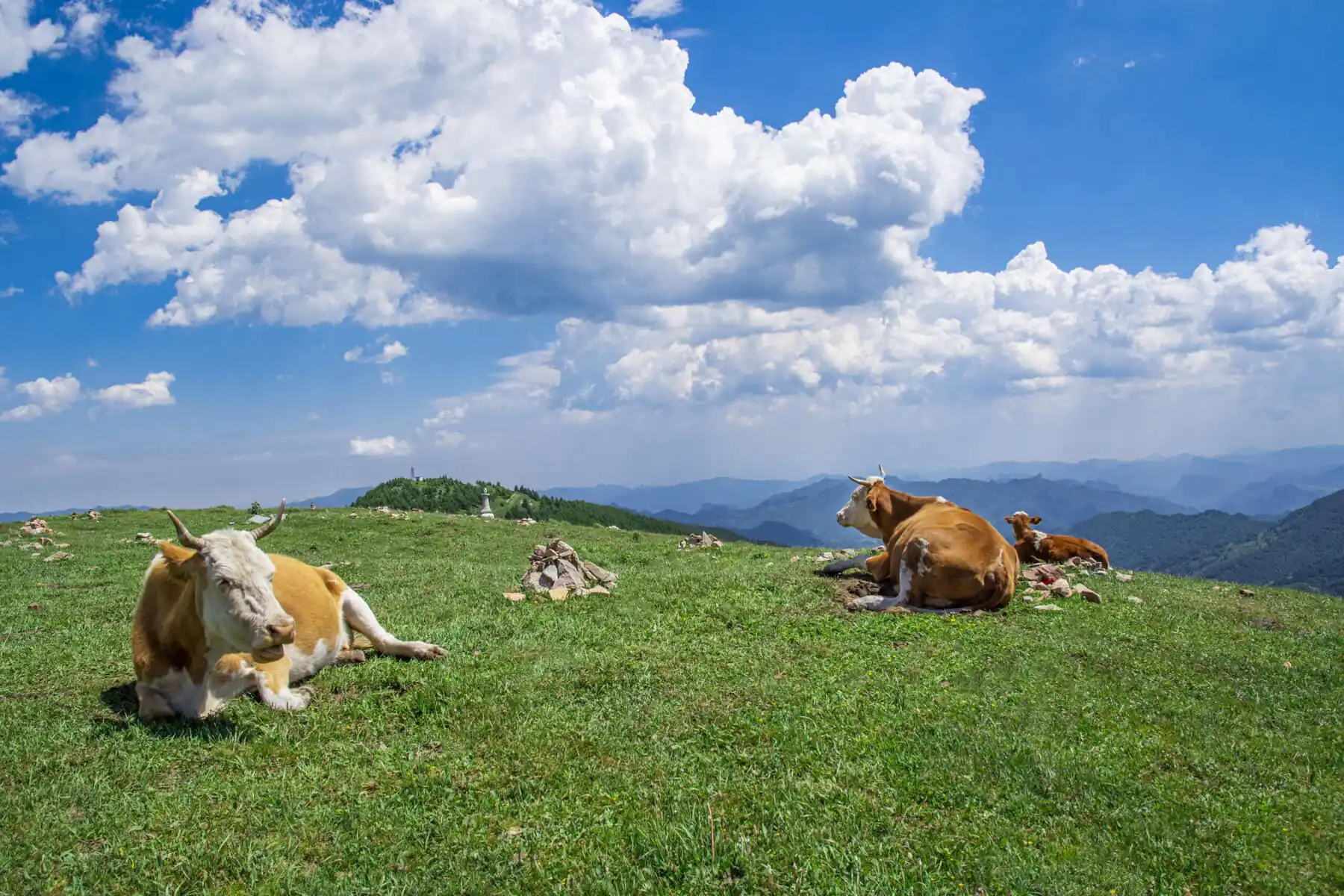 Mount Wutai, shanxi, china, china tour, Cows grazing and resting on a grassy hillside with a blue sky and distant mountains in the background.