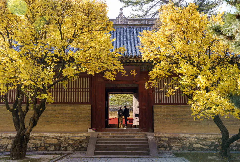 Foguang Temple, Mount Wutai, shanxi, china, china tour, Autumnal yellow trees frame a traditional Chinese temple gate with visitors standing inside the doorway.