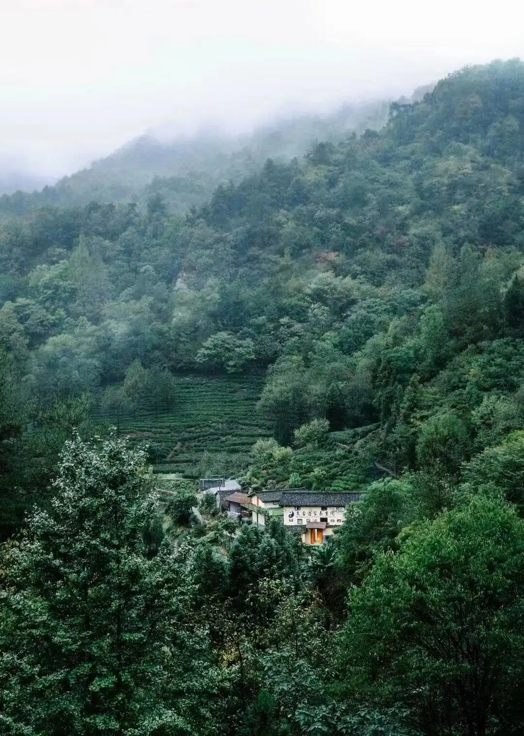 5-Day Wudang Mountain Tai Chi Retreat, hubei, china tour, Mist shrouds a forested mountainside with terraced fields and a small village at the base.