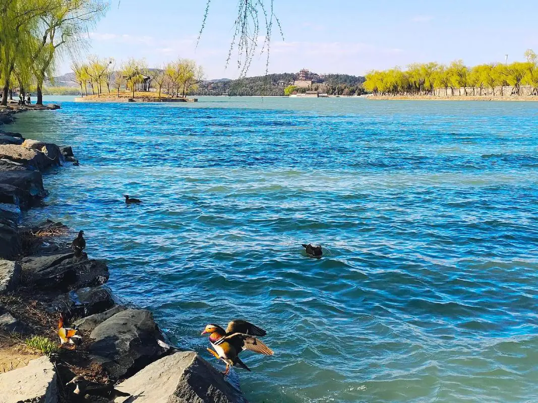 summer palace, beijing, china tour, Ducks perched on rocky shore beside bright blue lake with yellow-leaved trees in the background under a clear sky
