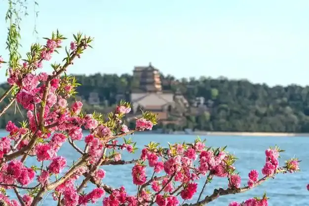 beijing, china, chinaexplorertour, Pink blossoms in the foreground with a lake and a distant temple on a hill across the water.