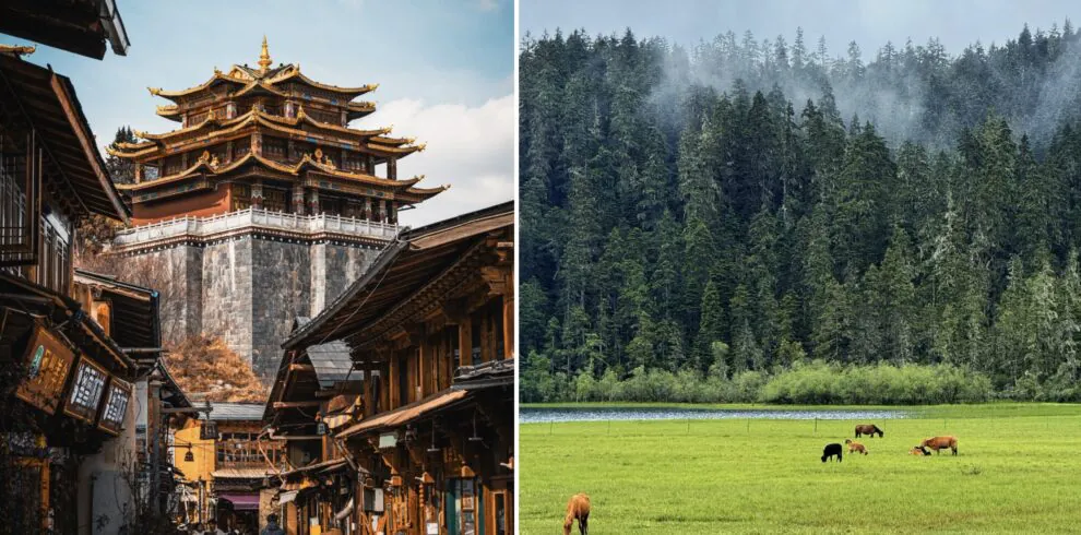 Dukezong Ancient Town and Pudacuo National, Yunnan, chinatrip Park, Split image: left a traditional Chinese pagoda in a bustling street, right a green meadow with grazing cows and a misty forest in the background