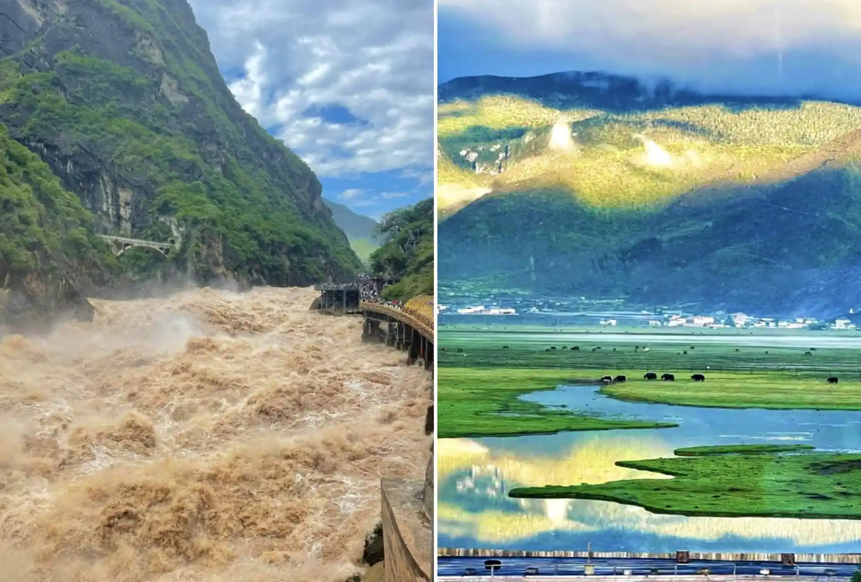 Tiger Leaping Gorge and Napa Lake, yunnan, chinatrip, Split-image composition: left side shows a brown, tumultuous river rushing through a steep green canyon with a small bridge; right side features a valley with green hills, terraced fields, and distant cows at the base of mountains.