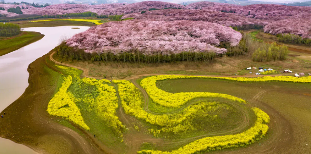 guizhou pingba sakura scenic area, guizhou, china tour, Aerial view of pink cherry blossoms on rolling hills beside a winding river and bright yellow fields below.
