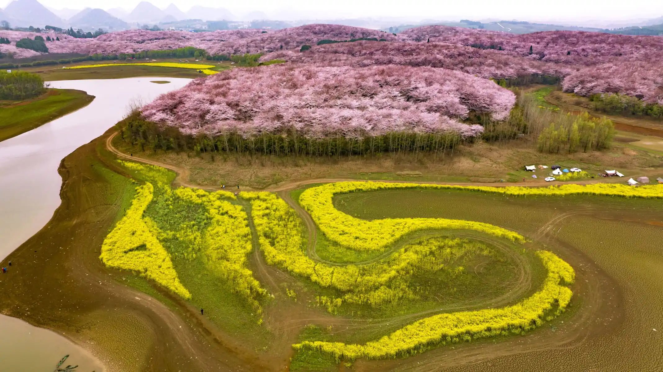 guizhou pingba sakura scenic area, guizhou, china tour, Aerial view of pink cherry blossoms on rolling hills beside a winding river and bright yellow fields below.