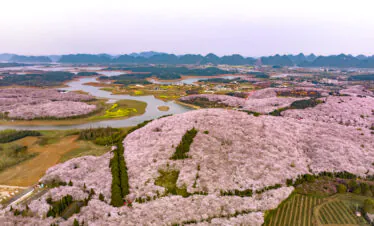guizhou pingba sakura scenic area, guizhou, china tour, Aerial view of a pink cherry blossom landscape with a winding river and distant blue mountains beneath a pale sky.