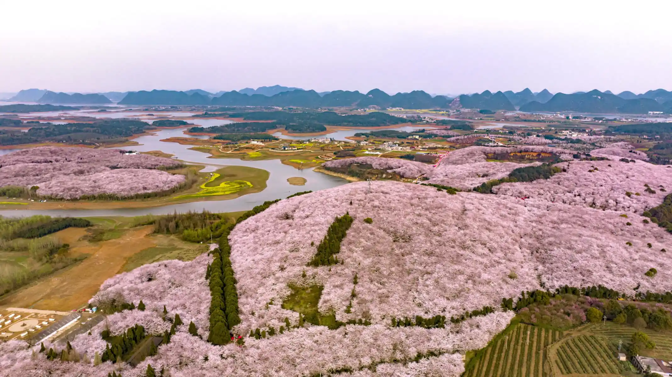 guizhou pingba sakura scenic area, guizhou, china tour, Aerial view of a pink cherry blossom landscape with a winding river and distant blue mountains beneath a pale sky.