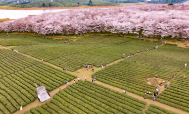 guizhou pingba sakura scenic area, guizhou, china tour, Aerial view of a vast tea plantation with parallel rows and a line of pink-blossom trees along a hillside, with visitors walking the paths.