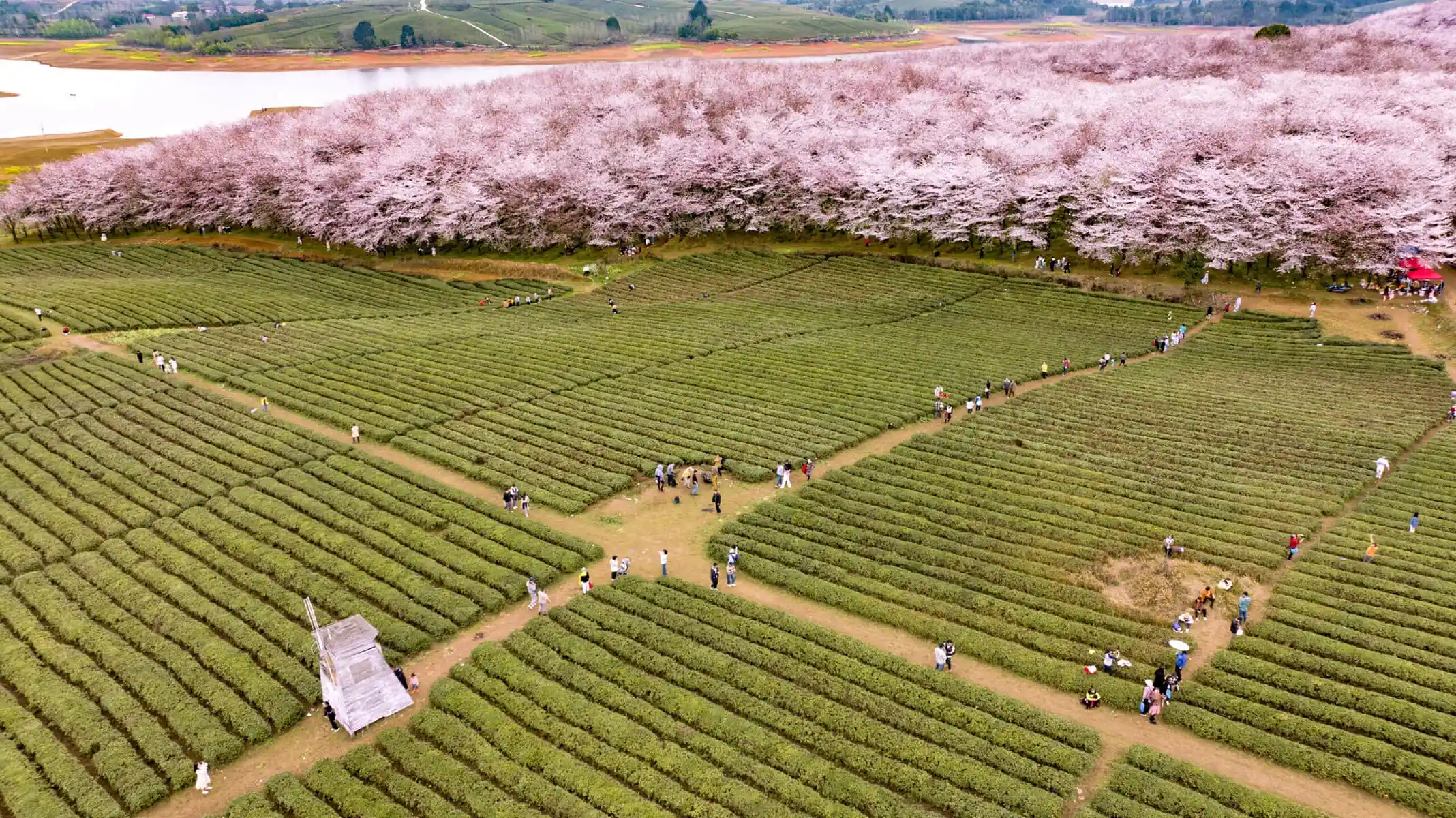 guizhou pingba sakura scenic area, guizhou, china tour, Aerial view of a vast tea plantation with parallel rows and a line of pink-blossom trees along a hillside, with visitors walking the paths.