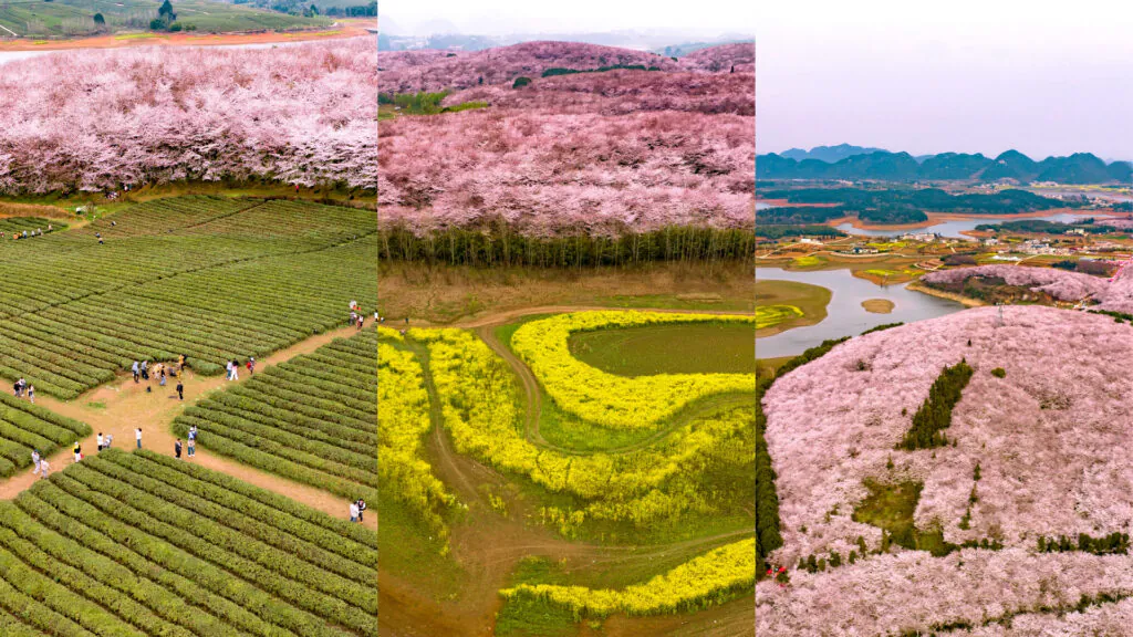 guizhou flower