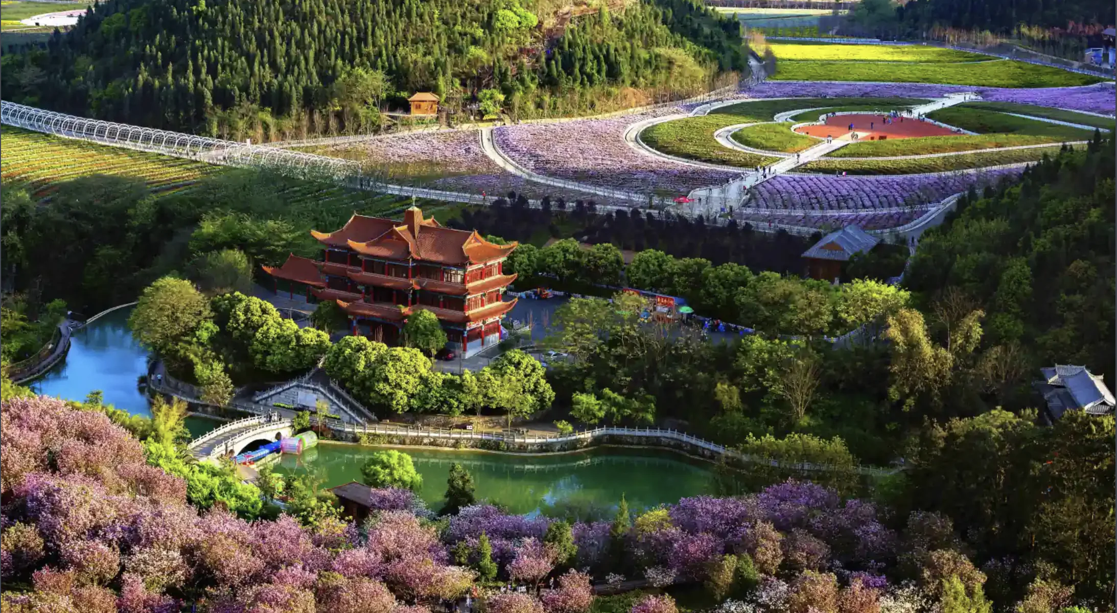 baili azalea belt, guizhou flower, china tour, A red pagoda-style building on a hill amid purple blossom trees and winding paths through a landscaped park with a blue pond in the foreground