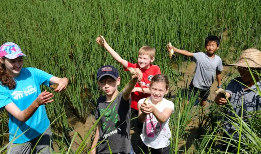 School trip in Guizhou,Chinatour Group of children standing in a flooded rice field, proudly showing muddy clumps of roots and stalks they harvested.