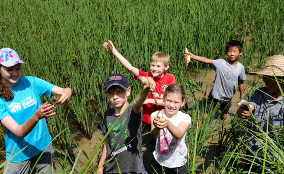 Group of children standing in a flooded rice field, proudly showing muddy clumps of roots and stalks they harvested.