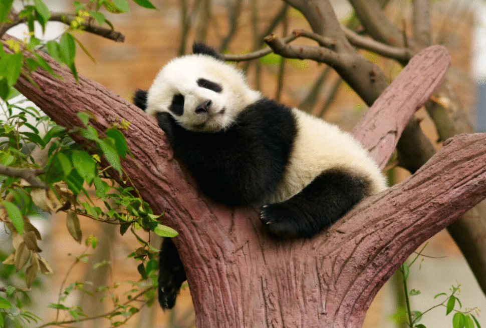 Panda Base,Chengdu,Chinatour Panda cub resting on a pink tree branch with eyes closed, in a zoo-like setting.