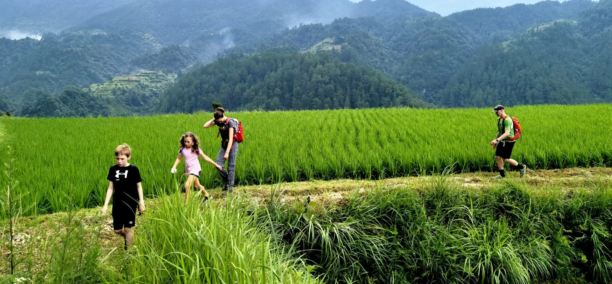 School trip in Guizhou, chinatrip, Family group walking through a lush green rice field with mountains in the distance; adults and children with backpacks.