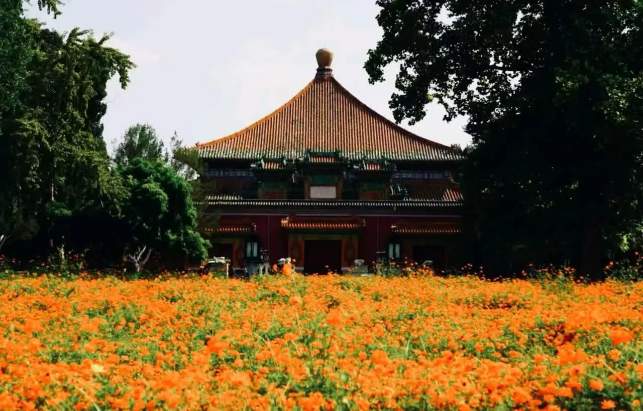 Traditional temple with a curved orange-tiled roof rising above an orange flower field in front.