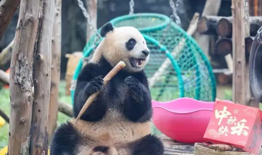Your Complete Guide to Booking Beijing Zoo Tickets and Tours